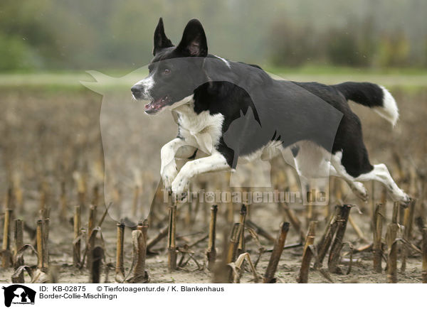 Border-Collie-Mischlingn / Border-Collie-Mongrel / KB-02875