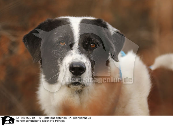 Herdenschutzhund-Mischling Portrait / livestock-guardian-dog-mongrel portrait / KB-03019