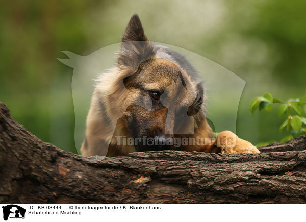 Schferhund-Mischling / Shepherd-Mongrel / KB-03444