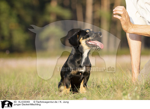 junger Dackel-Mischling / young Dachshund-Mongrel / KJ-03049