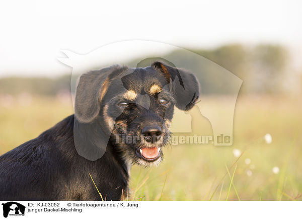 junger Dackel-Mischling / young Dachshund-Mongrel / KJ-03052