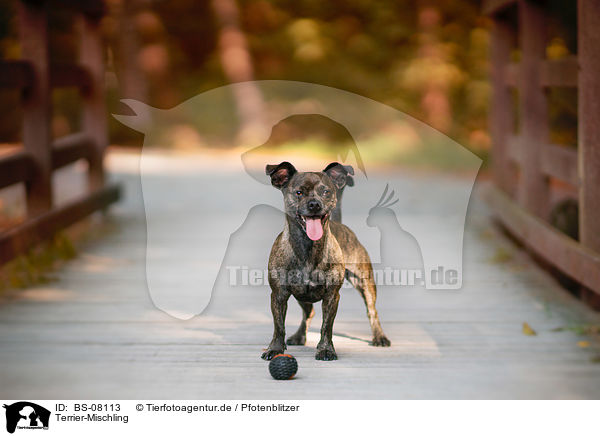 Terrier-Mischling / Terrier-Mongrel / BS-08113