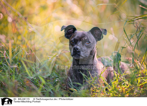 Terrier-Mischling Portrait / Terrier-Mongrel Portrait / BS-08115