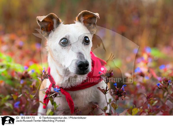 Jack-Russell-Terrier-Mischling Portrait / Jack-Russell-Terrier-Mongrel Portrait / BS-08170