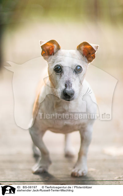 stehender Jack-Russell-Terrier-Mischling / standing Jack-Russell-Terrier-Mongrel / BS-08197