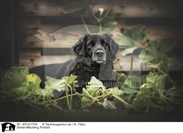 Setter-Mischling Portrait / Setter-Mongrel Portrait / KFI-01704