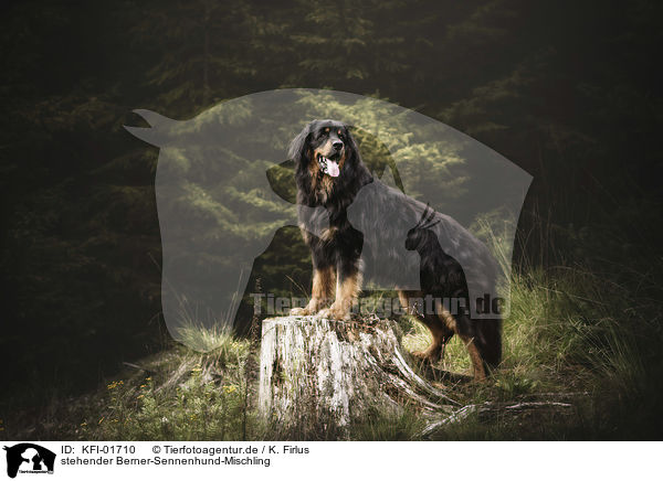 stehender Berner-Sennenhund-Mischling / standing Bernese-Mountain-Dog-Mongrel / KFI-01710