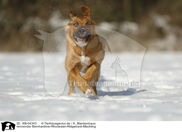 rennender Bernhardiner-Rhodesian-Ridgeback-Mischling / running Saint-Bernard-Rhodesian-Ridgeback-Mongrel / KB-04343