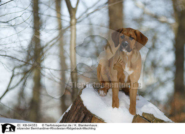 sitzender Bernhardiner-Rhodesian-Ridgeback-Mischling / sitting Saint-Bernard-Rhodesian-Ridgeback-Mongrel / KB-04353