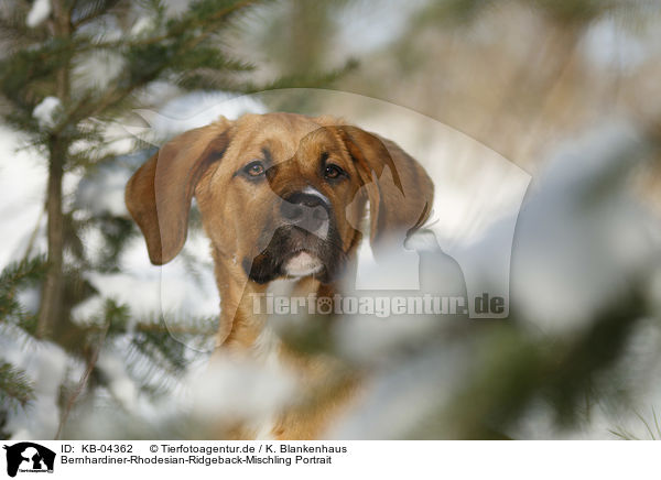 Bernhardiner-Rhodesian-Ridgeback-Mischling Portrait / Saint-Bernard-Rhodesian-Ridgeback-Mongrel portrait / KB-04362