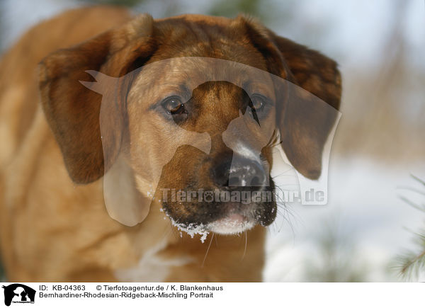 Bernhardiner-Rhodesian-Ridgeback-Mischling Portrait / Saint-Bernard-Rhodesian-Ridgeback-Mongrel portrait / KB-04363