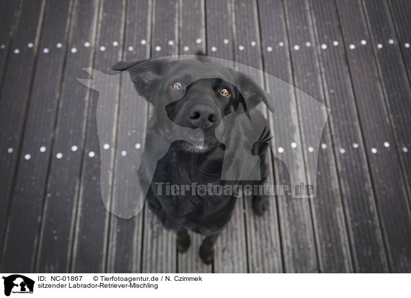 sitzender Labrador-Retriever-Mischling / sitting Labrador-Retriever-Mongel / NC-01867