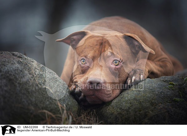 liegender American-Pit-Bull-Mischling / lying American-Pit-Bull-Mongrel / UM-02268