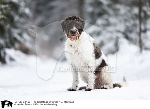 sitzender Deutsch-Kurzhaar-Mischling / sitting German-shorthaired-Pointer-Mongrel / UM-02453