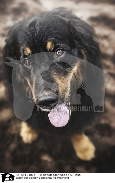 sitzender Berner-Sennenhund-Mischling / sitting Bernese-Mountain-Dog-Mongrel / KFI-01806