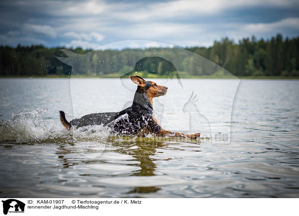 rennender Jagdhund-Mischling / running hound-mongrel / KAM-01907