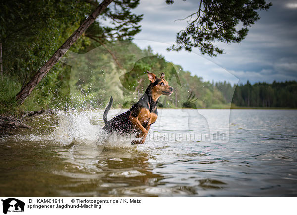 springender Jagdhund-Mischling / jumping hound-mongrel / KAM-01911