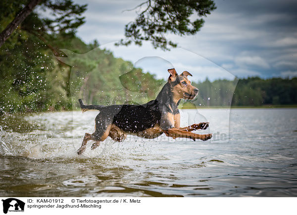 springender Jagdhund-Mischling / jumping hound-mongrel / KAM-01912