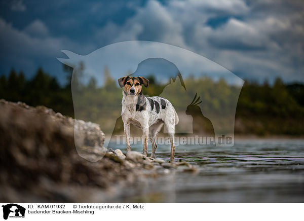 badender Bracken-Mischling / bathing bracke-mongrel / KAM-01932