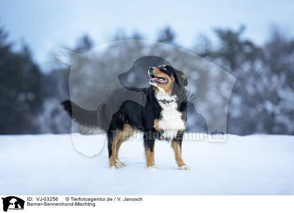 Berner-Sennenhund-Mischling / Bernese-Mountain-Dog-Mongrel / VJ-03256