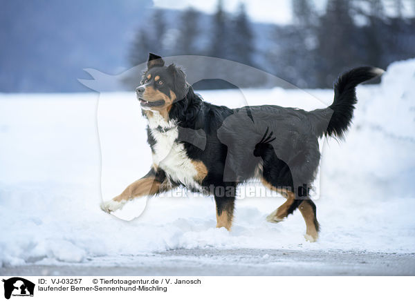 laufender Berner-Sennenhund-Mischling / walking Bernese-Mountain-Dog-Mongrel / VJ-03257