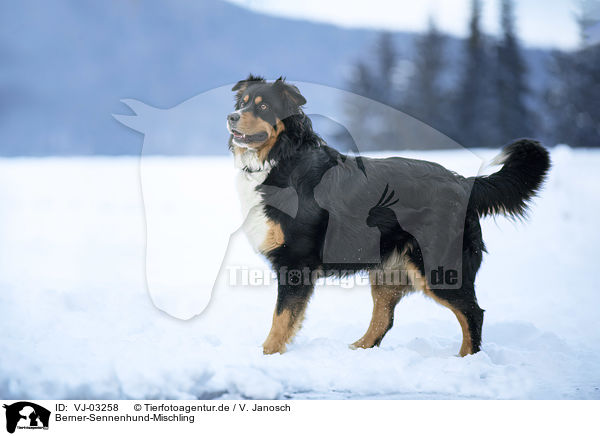 Berner-Sennenhund-Mischling / Bernese-Mountain-Dog-Mongrel / VJ-03258