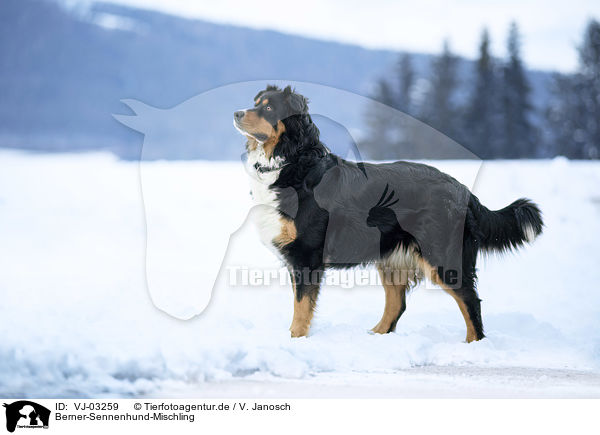 Berner-Sennenhund-Mischling / Bernese-Mountain-Dog-Mongrel / VJ-03259