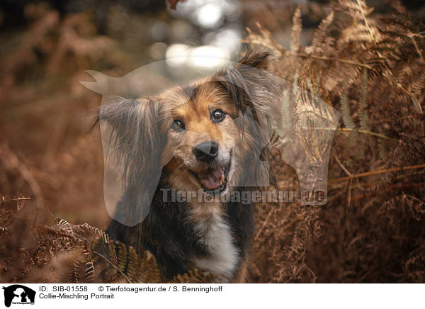 Collie-Mischling Portrait / Collie-Mongrel Portrait / SIB-01558