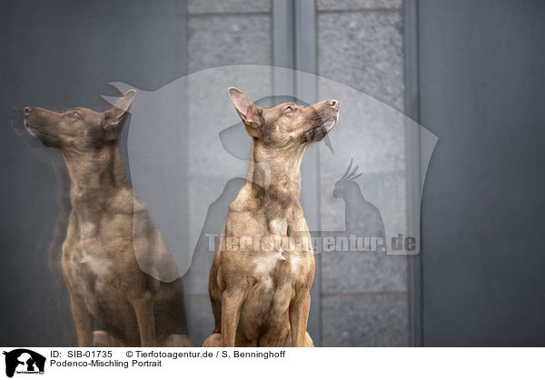 Podenco-Mischling Portrait / Podenco-Mongrel Portrait / SIB-01735