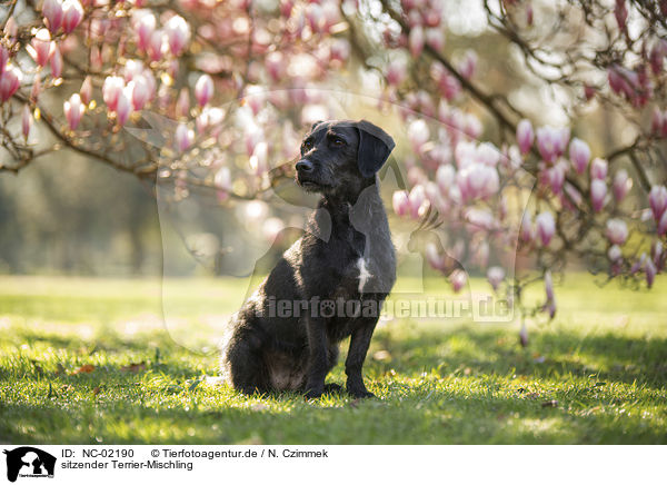 sitzender Terrier-Mischling / sitting Terrier-Mongrel / NC-02190