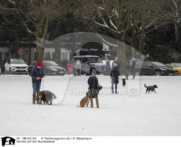Hunde auf der Hundewiese / dogs and humans / HB-02104
