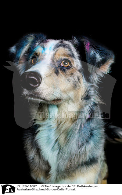 Australian-Shepherd-Border-Collie Portrait / Australian-Shepherd-Border-Collie Portrait / PB-01087