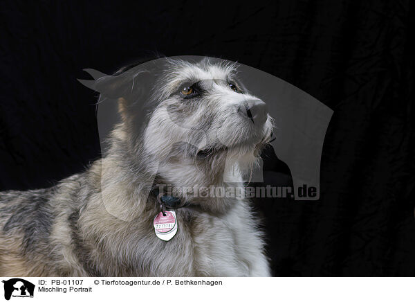 Mischling Portrait / mongrel portrait / PB-01107