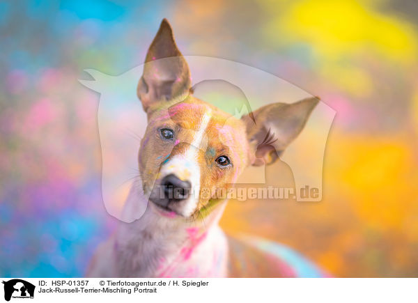 Jack-Russell-Terrier-Mischling Portrait / Jack-Russell-Terrier-Mongrel Portrait / HSP-01357
