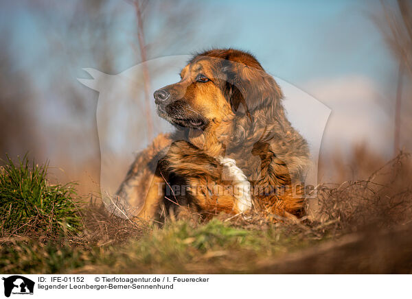 liegender Leonberger-Berner-Sennenhund / lying Leonberger-Bernese-Mountain-Dog / IFE-01152