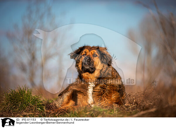 liegender Leonberger-Berner-Sennenhund / lying Leonberger-Bernese-Mountain-Dog / IFE-01153