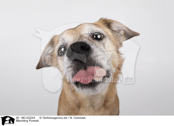 Mischling Portrait / Mongrel Portrait / NC-02204