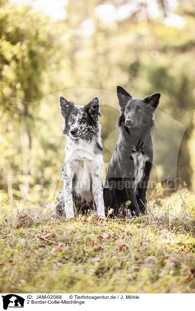 2 Border-Collie-Mischlinge / 2 Border-Collie-Mongrels / JAM-02088