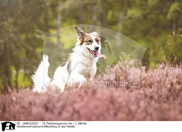 Herdenschutzhund-Mischling in der Heide / livestock-guardian-dog-mongrel in heath / JAM-02201