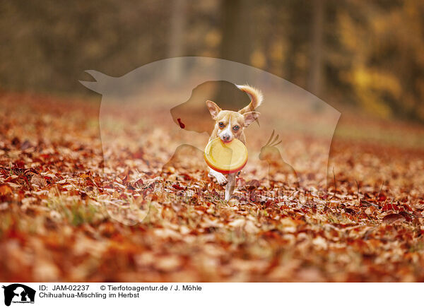 Chihuahua-Mischling im Herbst / Chihuahua-Mongrel in autumn / JAM-02237