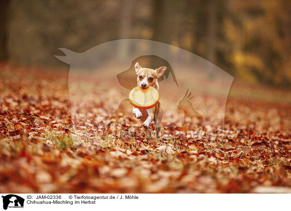 Chihuahua-Mischling im Herbst / Chihuahua-Mongrel in autumn / JAM-02336