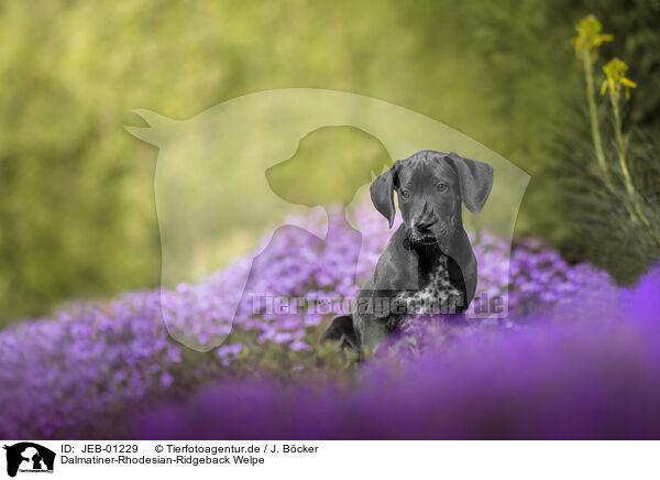 Dalmatiner-Rhodesian-Ridgeback Welpe / Dalmatian-Rhodesian-Ridgeback Puppy / JEB-01229