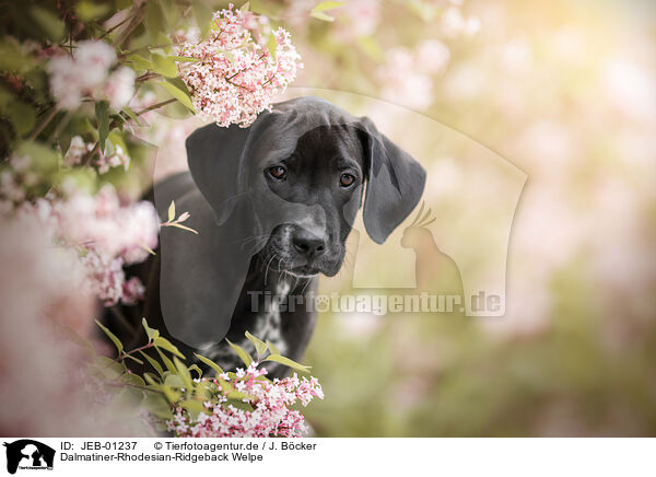 Dalmatiner-Rhodesian-Ridgeback Welpe / Dalmatian-Rhodesian-Ridgeback Puppy / JEB-01237