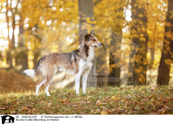 Border-Collie-Mischling im Herbst / Border-Collie-Mongrel in autumn / JAM-02339