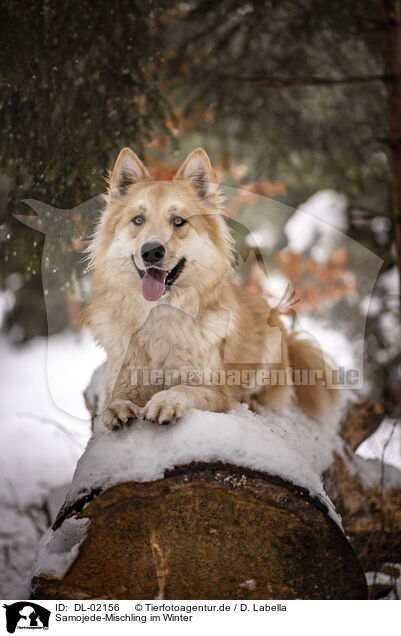 Samojede-Mischling im Winter / Samoyed-Mongrel in winter / DL-02156