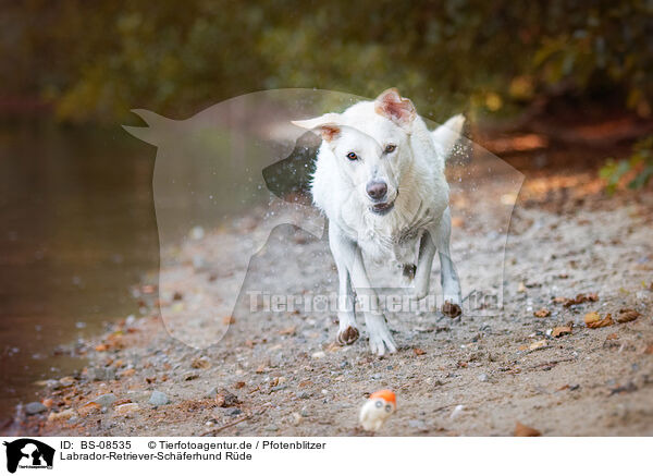 Labrador-Retriever-Schferhund Rde / male Labrador-Retriever-Shepherd / BS-08535