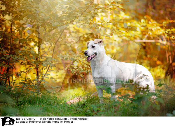 Labrador-Retriever-Schferhund im Herbst / Labrador-Retriever-Shepherd in autumn / BS-08640