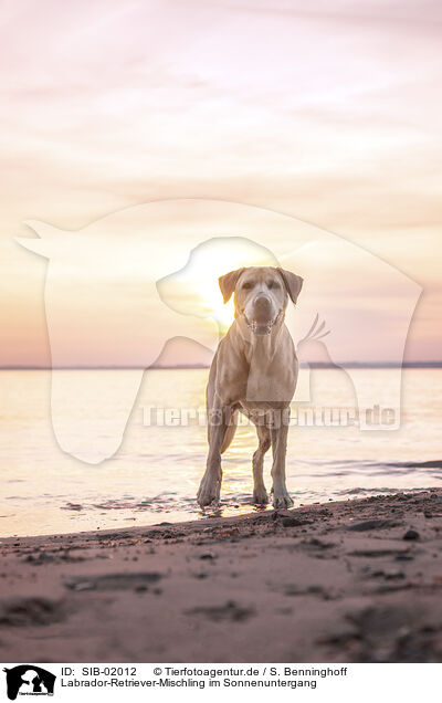 Labrador-Retriever-Mischling im Sonnenuntergang / Labrador-Retriever-Mongel at sunset / SIB-02012