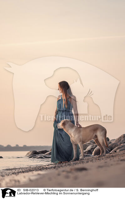 Labrador-Retriever-Mischling im Sonnenuntergang / Labrador-Retriever-Mongel at sunset / SIB-02013