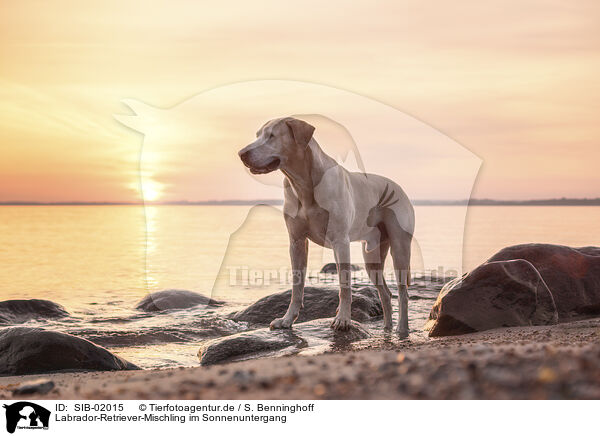 Labrador-Retriever-Mischling im Sonnenuntergang / Labrador-Retriever-Mongel at sunset / SIB-02015